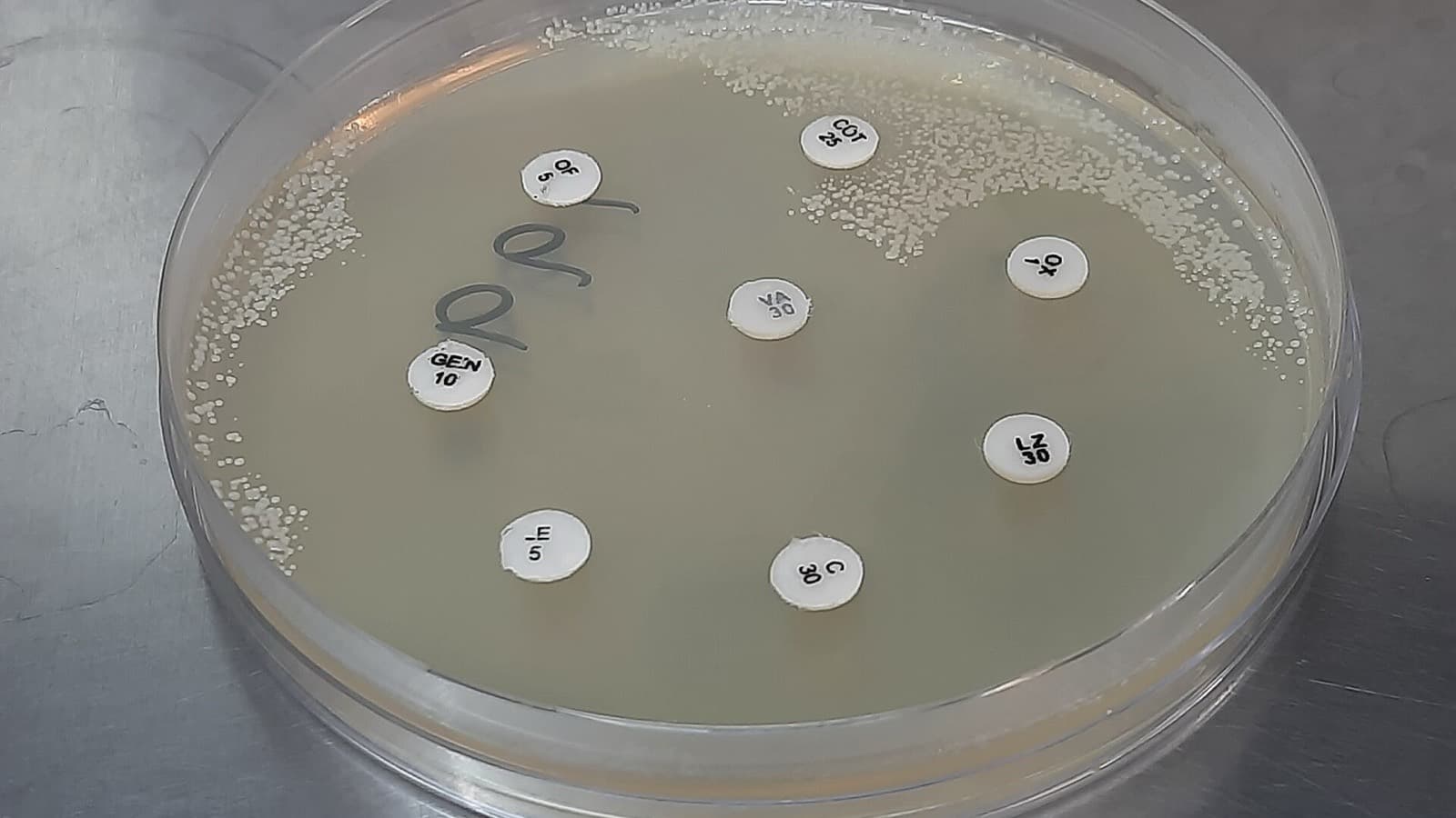 Antimicrobial Resistance And One Health: A Guide For Vet School Applicants