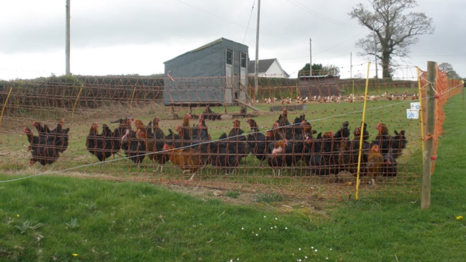 Avian Influenza And The Role Of Vets: What Applicants Need To Know