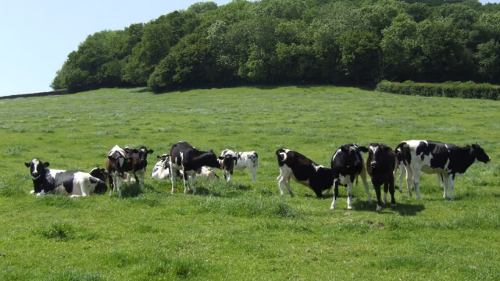 Bovine TB And The Badger Cull: How To Discuss It At Interview
