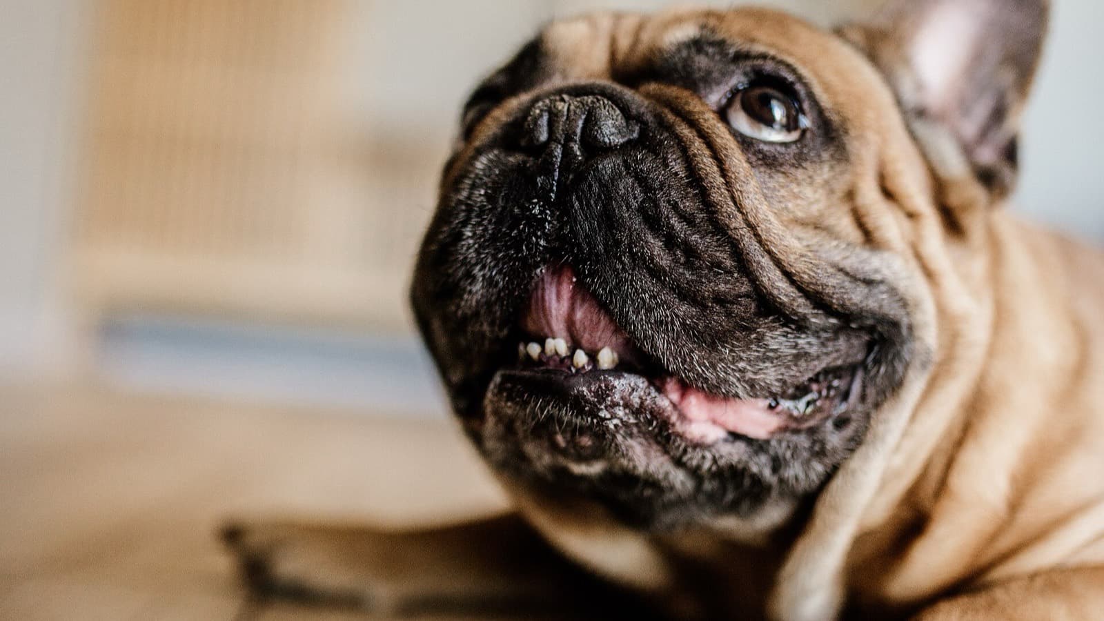 Brachycephalic Breeds: Are Flat Faced Dogs Unhealthy?