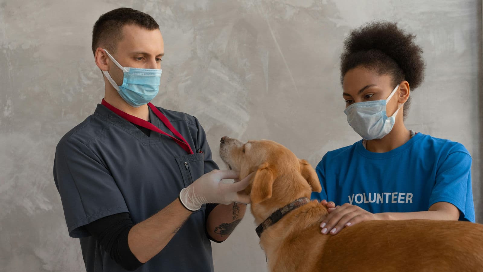 How to Apply to UK Vet Schools from the USA