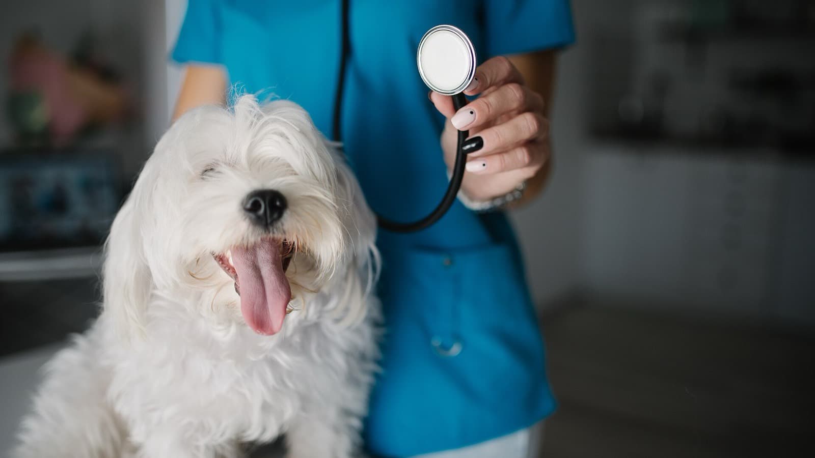 Veterinary Hot Topics 2026: Current Issues For Your Vet School Interview