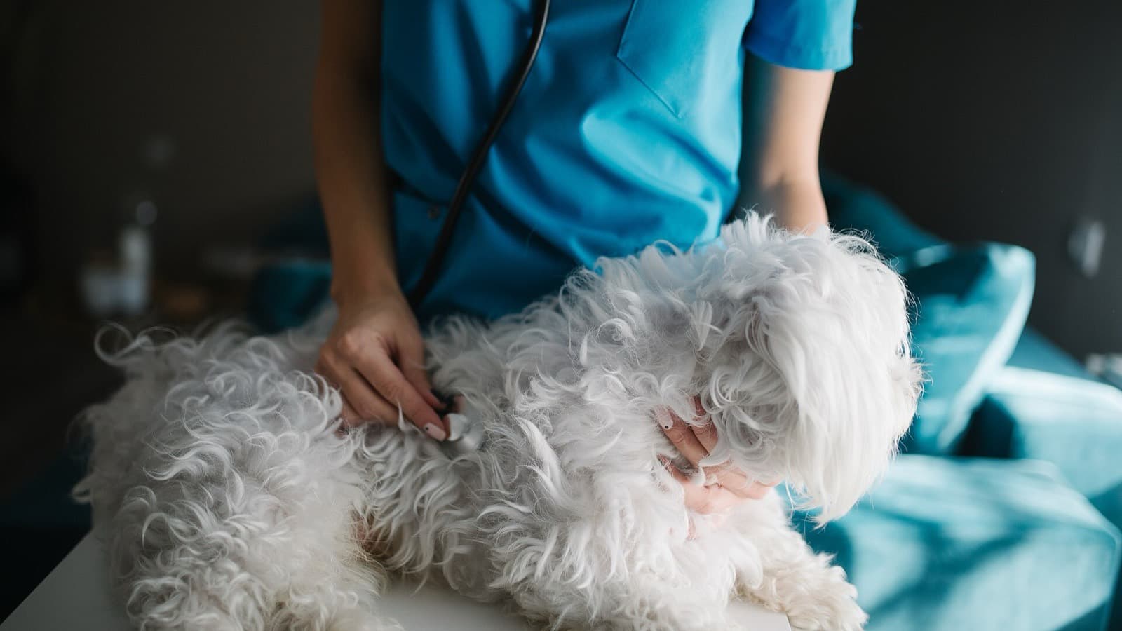 Why Do Vets Leave The Profession? Workforce Shortages And Wellbeing