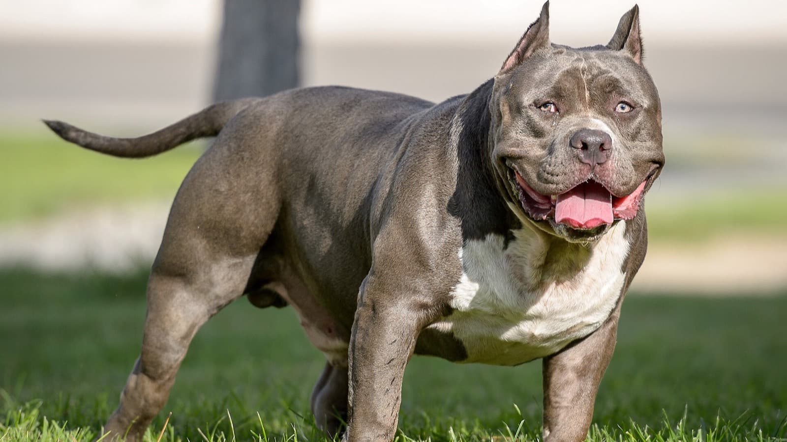 The XL Bully Ban And Breed Specific Legislation Explained